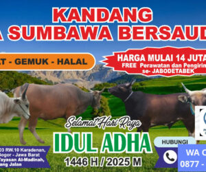 Sapi Bima Sumbawa Bersaudara