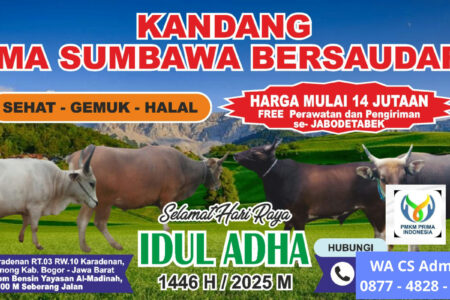 Sapi Bima Sumbawa Bersaudara